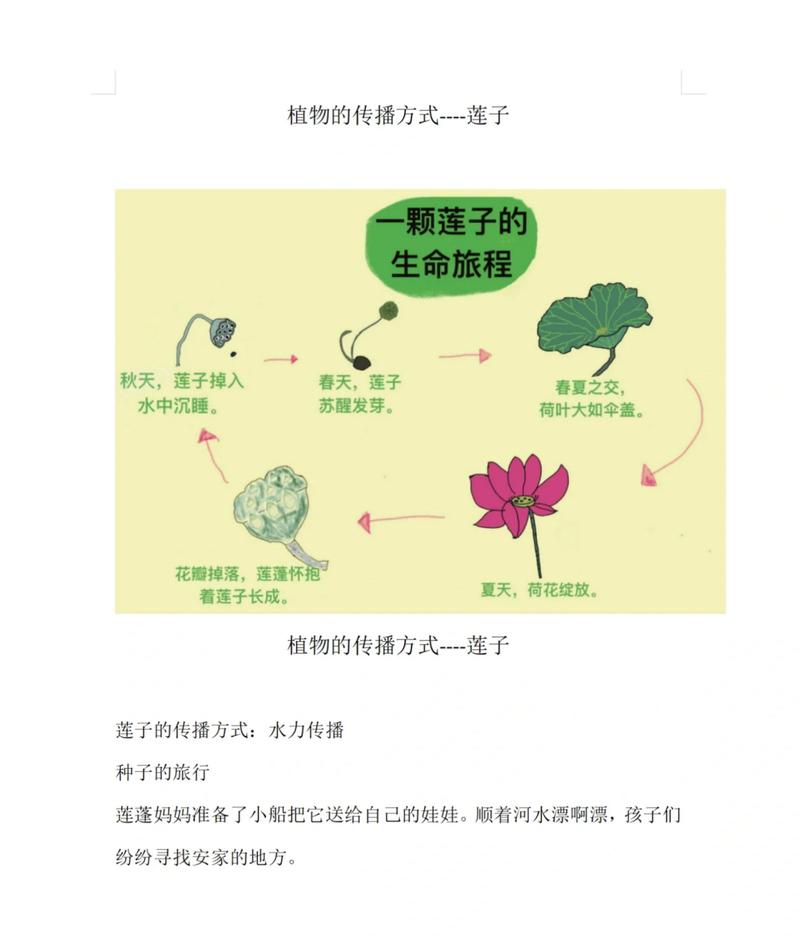 蒲公英种子的传播方式，蒲公英种子的传播途径？-第2张图片-优品飞百科