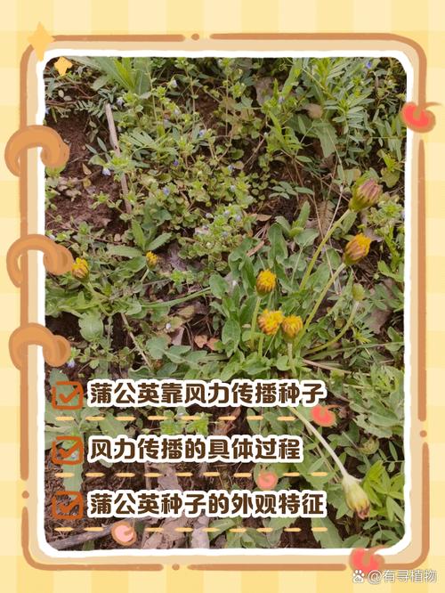 蒲公英种子的传播方式，蒲公英种子的传播途径？-第3张图片-优品飞百科