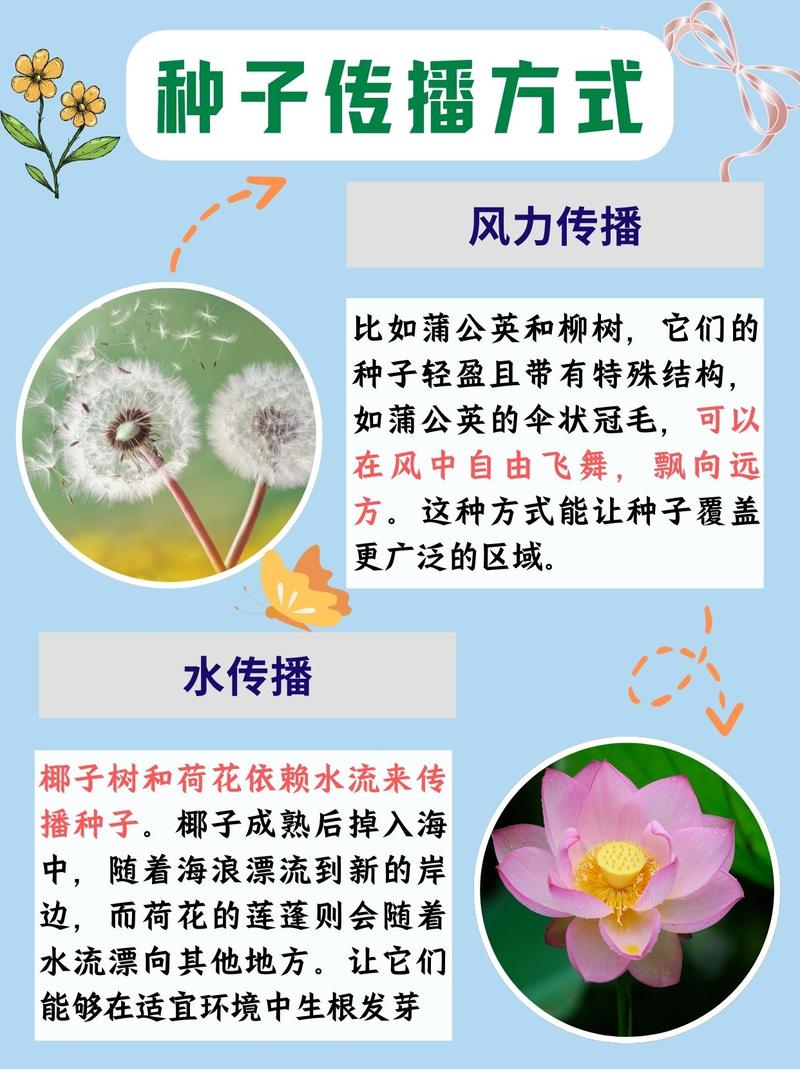 蒲公英种子的传播方式，蒲公英种子的传播途径？-第4张图片-优品飞百科