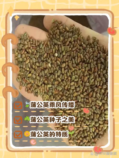 蒲公英种子的传播方式，蒲公英种子的传播途径？-第5张图片-优品飞百科