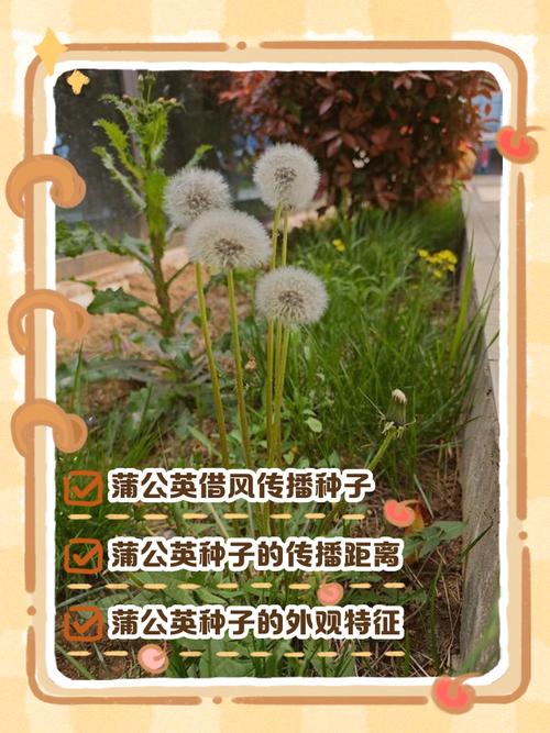 蒲公英种子的传播方式，蒲公英种子的传播途径？-第6张图片-优品飞百科