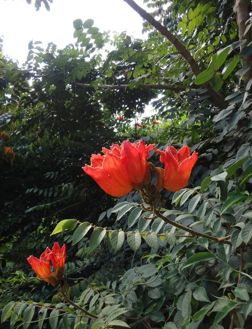 火焰树的价值，火焰树的果实能吃吗-第2张图片-优品飞百科