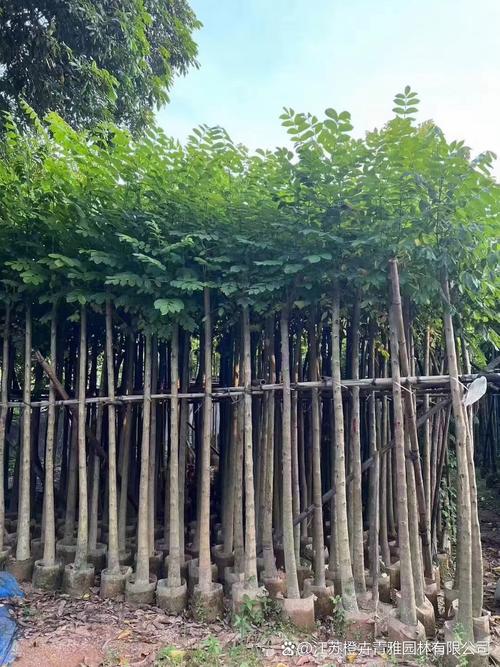 火焰树的价值，火焰树的果实能吃吗-第3张图片-优品飞百科