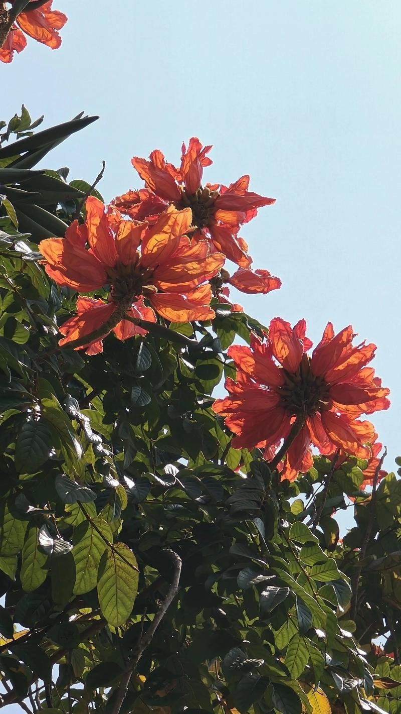 火焰树的价值，火焰树的果实能吃吗-第5张图片-优品飞百科