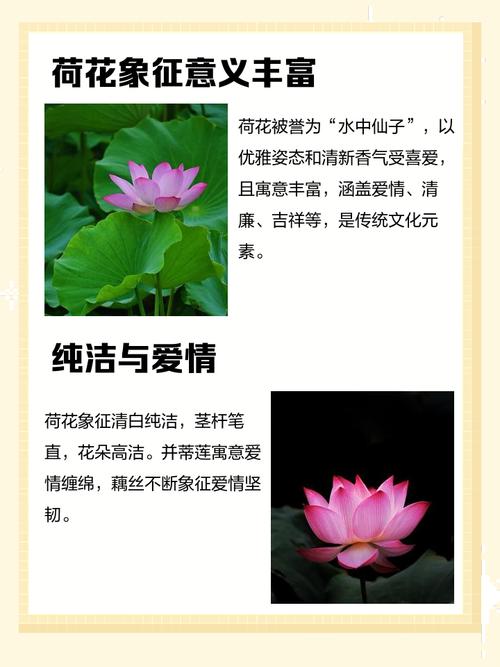 荷花的花语和寓意，有什么传说故事？关于荷花的传说和寓意你知道吗?？-第1张图片-优品飞百科