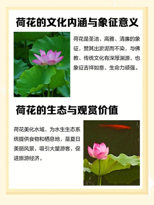 荷花的花语和寓意，有什么传说故事？关于荷花的传说和寓意你知道吗?？-第2张图片-优品飞百科