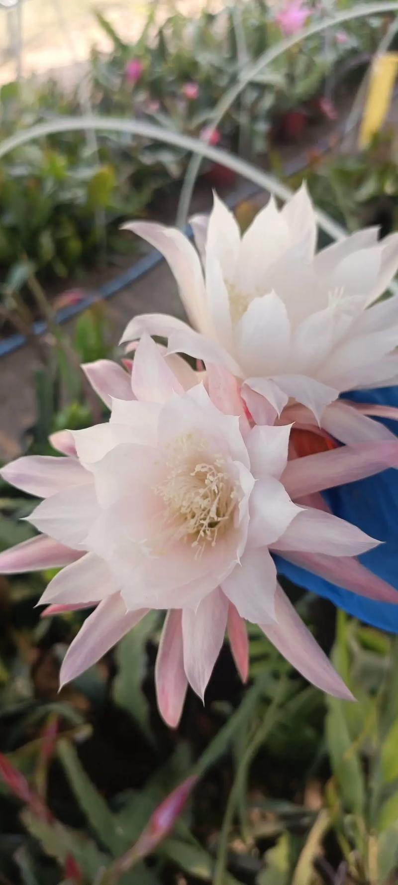 荷花的花语和寓意，有什么传说故事？关于荷花的传说和寓意你知道吗?？-第3张图片-优品飞百科