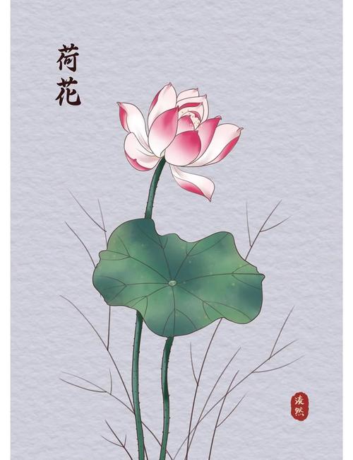 荷花的花语和寓意，有什么传说故事？关于荷花的传说和寓意你知道吗?？-第4张图片-优品飞百科