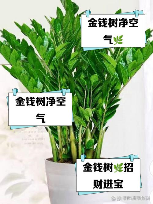 金钱树的功效及作用，金钱树的功效作用与主治？-第1张图片-优品飞百科