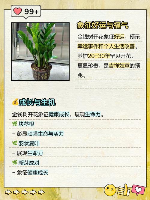 金钱树的功效及作用，金钱树的功效作用与主治？-第2张图片-优品飞百科