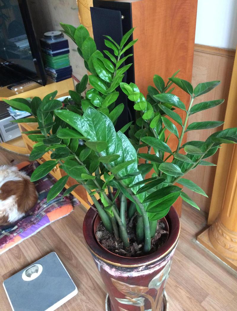 金钱树的功效及作用，金钱树的功效作用与主治？-第6张图片-优品飞百科