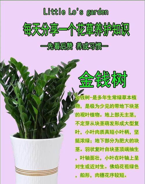 金钱树的功效及作用，金钱树的功效作用与主治？-第5张图片-优品飞百科