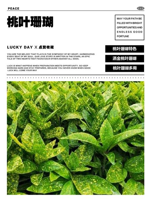 桃叶珊瑚的功效与作用，桃叶珊瑚图片欣赏