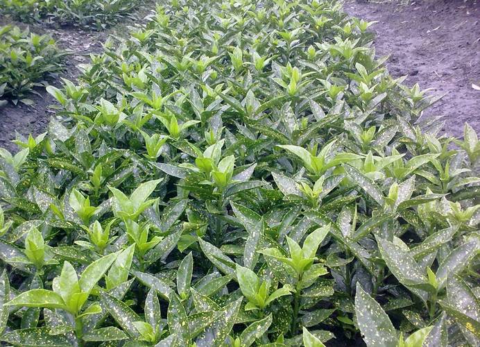 桃叶珊瑚的功效与作用，桃叶珊瑚图片欣赏-第2张图片-优品飞百科