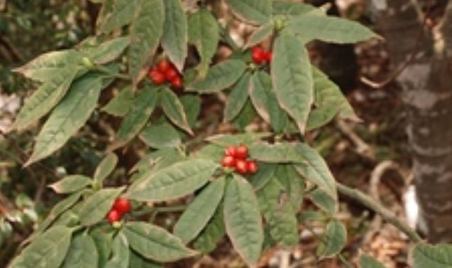 桃叶珊瑚的功效与作用，桃叶珊瑚图片欣赏-第4张图片-优品飞百科