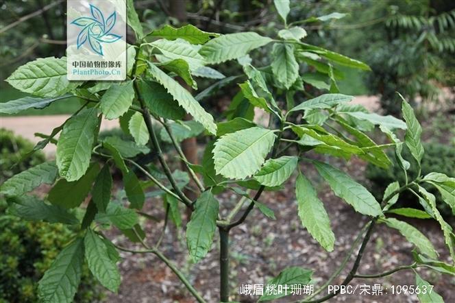 桃叶珊瑚的功效与作用，桃叶珊瑚图片欣赏-第5张图片-优品飞百科