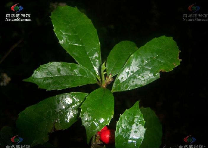 桃叶珊瑚的功效与作用，桃叶珊瑚图片欣赏-第6张图片-优品飞百科