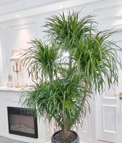 龙血树有毒吗可以家养吗?龙血树有毒吗??-第1张图片-优品飞百科 龙血树有毒吗可以家养吗?龙血树有毒吗??-第1张图片-优品飞百科