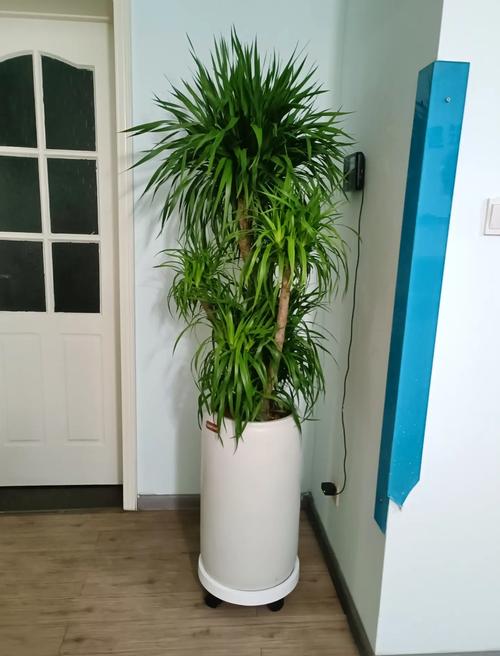 龙血树有毒吗可以家养吗?龙血树有毒吗??-第2张图片-优品飞百科 龙血树有毒吗可以家养吗?龙血树有毒吗??-第2张图片-优品飞百科