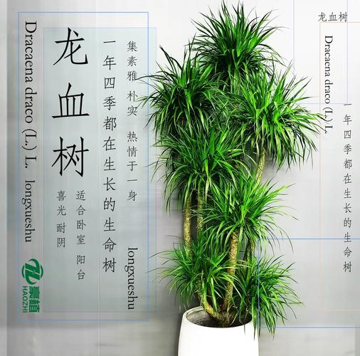 龙血树有毒吗可以家养吗?龙血树有毒吗??-第3张图片-优品飞百科 龙血树有毒吗可以家养吗?龙血树有毒吗??-第3张图片-优品飞百科