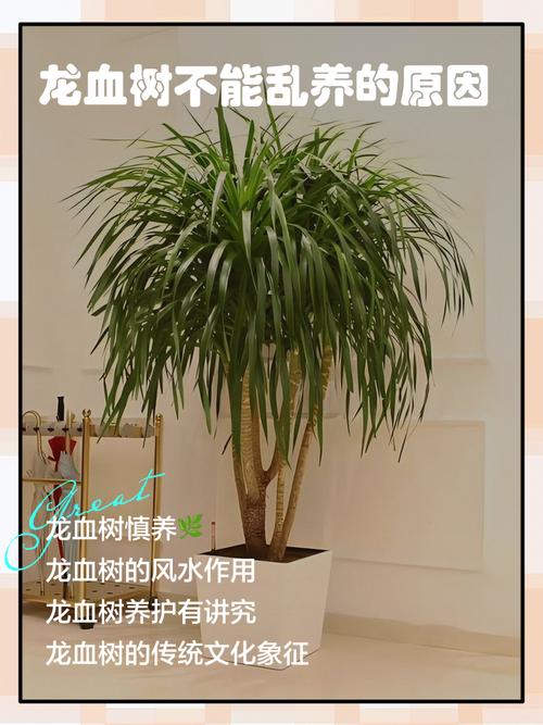 龙血树有毒吗可以家养吗?龙血树有毒吗??-第4张图片-优品飞百科 龙血树有毒吗可以家养吗?龙血树有毒吗??-第4张图片-优品飞百科