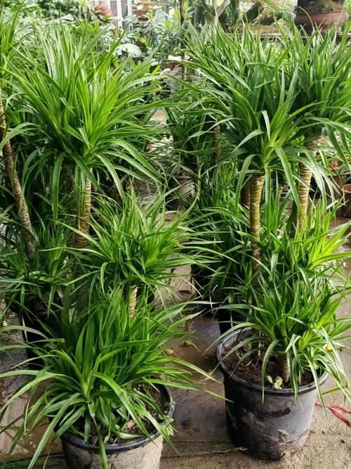 龙血树有毒吗可以家养吗?龙血树有毒吗??-第5张图片-优品飞百科 龙血树有毒吗可以家养吗?龙血树有毒吗??-第5张图片-优品飞百科