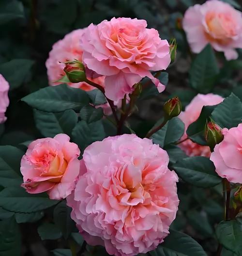 滁州适合养什么花，市花和市树是什么，滁州赏花-第3张图片-优品飞百科