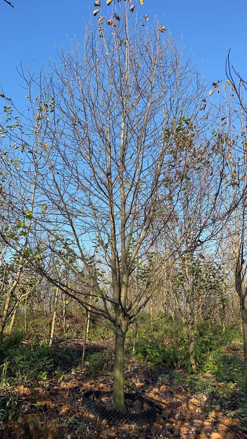 滁州适合养什么花，市花和市树是什么，滁州赏花-第4张图片-优品飞百科
