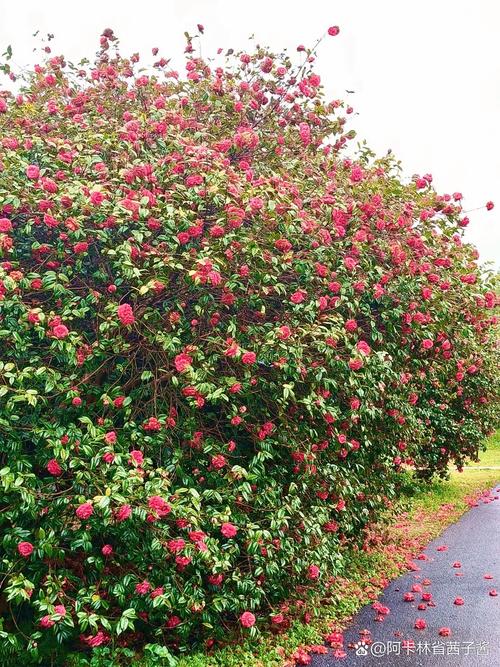 滁州适合养什么花，市花和市树是什么，滁州赏花-第5张图片-优品飞百科