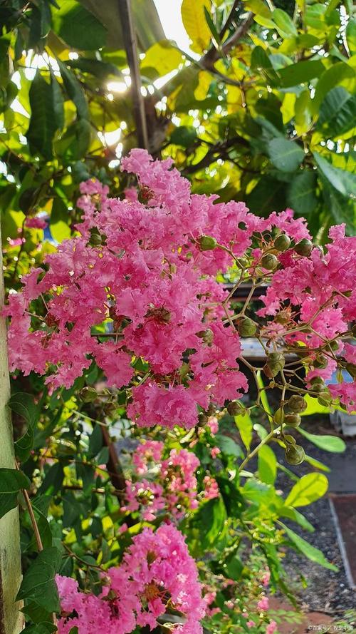 滁州适合养什么花，市花和市树是什么，滁州赏花-第6张图片-优品飞百科