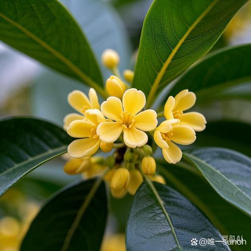 滁州适合养什么花，市花和市树是什么，滁州赏花-第7张图片-优品飞百科