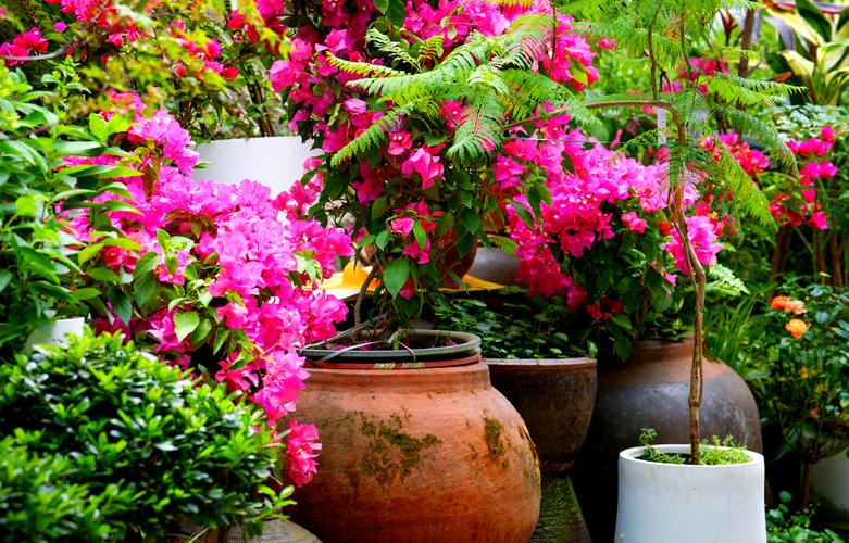 鄂州适合养什么花,市花和市树是什么?鄂州适合养什么花,市花和市树是什么花?-第2张图片-优品飞百科 鄂州适合养什么花,市花和市树是什么?鄂州适合养什么花,市花和市树是什么花?-第2张图片-优品飞百科