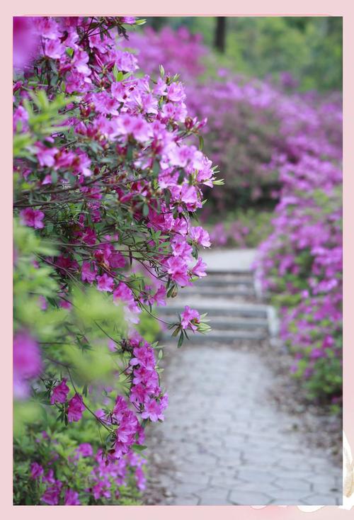 鄂州适合养什么花,市花和市树是什么?鄂州适合养什么花,市花和市树是什么花?-第3张图片-优品飞百科 鄂州适合养什么花,市花和市树是什么?鄂州适合养什么花,市花和市树是什么花?-第3张图片-优品飞百科