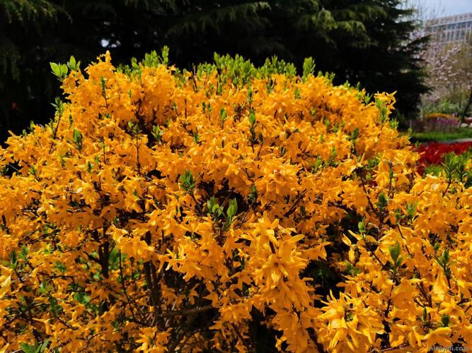 鄂州适合养什么花,市花和市树是什么?鄂州适合养什么花,市花和市树是什么花?-第5张图片-优品飞百科 鄂州适合养什么花,市花和市树是什么?鄂州适合养什么花,市花和市树是什么花?-第5张图片-优品飞百科