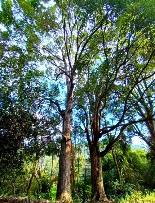 鄂州适合养什么花,市花和市树是什么?鄂州适合养什么花,市花和市树是什么花?-第6张图片-优品飞百科 鄂州适合养什么花,市花和市树是什么?鄂州适合养什么花,市花和市树是什么花?-第6张图片-优品飞百科