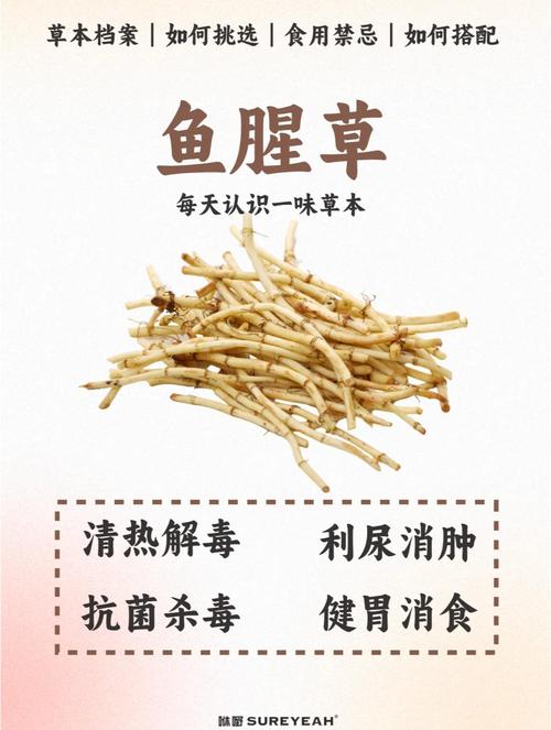 鱼腥草的食用方法，鱼腥草食用方法是这样的-第1张图片-优品飞百科