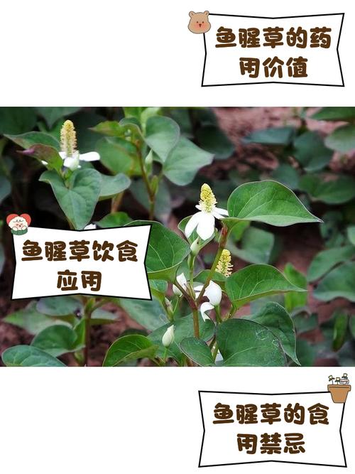 鱼腥草的食用方法，鱼腥草食用方法是这样的-第2张图片-优品飞百科