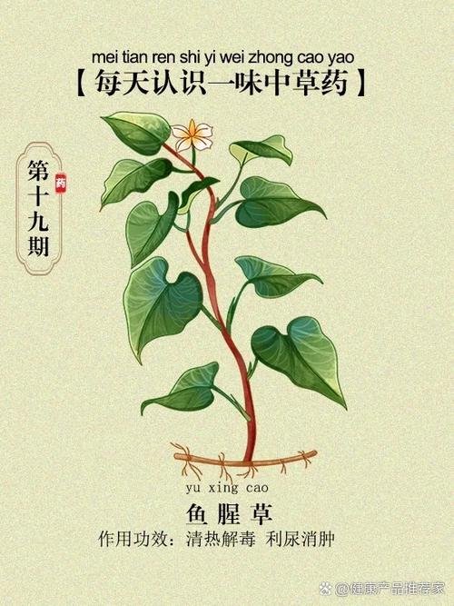 鱼腥草的食用方法，鱼腥草食用方法是这样的-第4张图片-优品飞百科