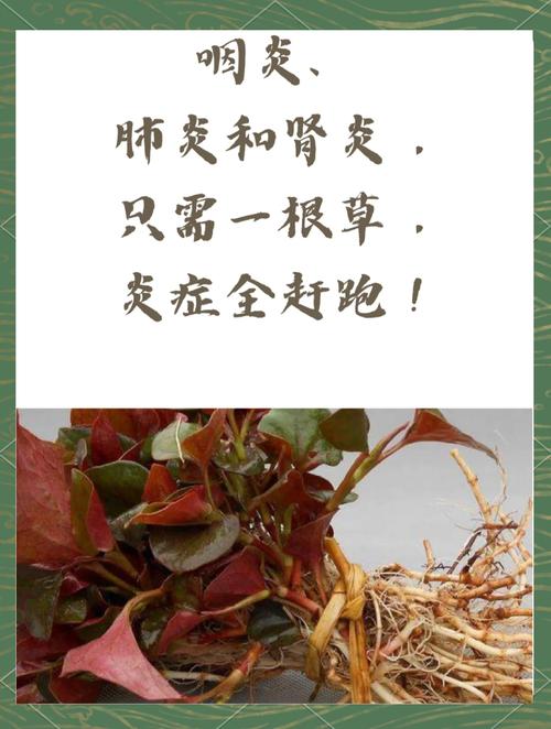 鱼腥草的食用方法，鱼腥草食用方法是这样的-第5张图片-优品飞百科