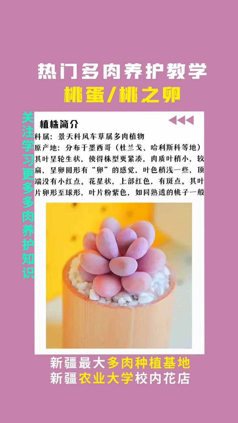 桃蛋的养殖方法和注意事项？桃蛋养护有妙招,三步轻松养出状态？