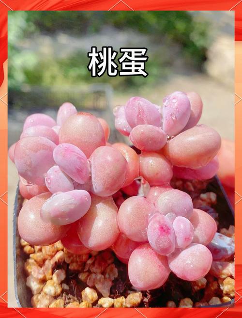 桃蛋的养殖方法和注意事项？桃蛋养护有妙招,三步轻松养出状态？-第3张图片-优品飞百科