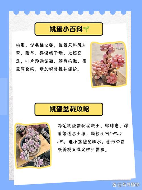 桃蛋的养殖方法和注意事项？桃蛋养护有妙招,三步轻松养出状态？-第4张图片-优品飞百科