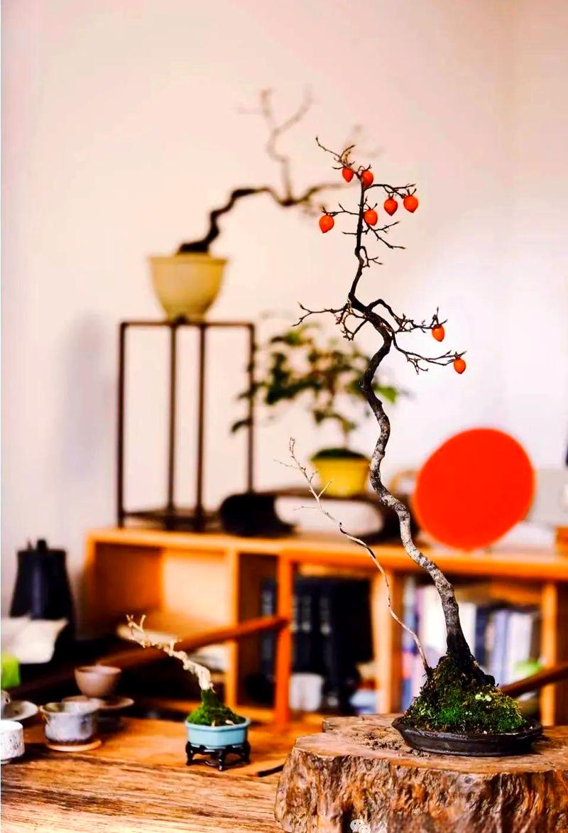 老鸦柿的养殖方法？老鸦柿的养殖方法和注意事项？-第1张图片-优品飞百科