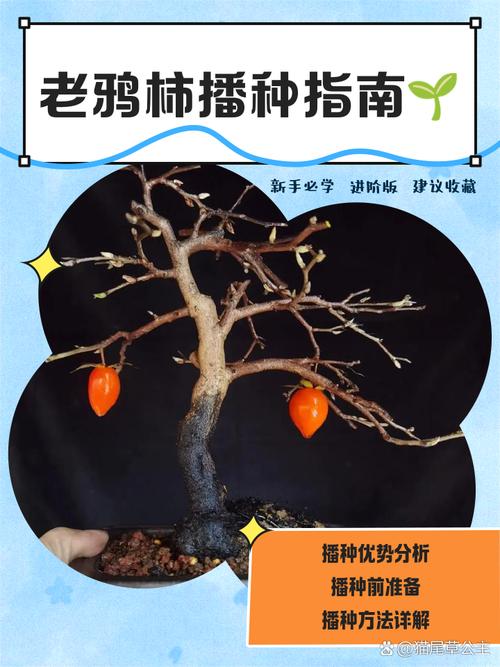 老鸦柿的养殖方法？老鸦柿的养殖方法和注意事项？-第2张图片-优品飞百科