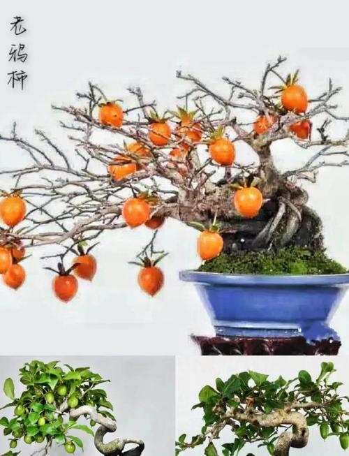 老鸦柿的养殖方法？老鸦柿的养殖方法和注意事项？-第3张图片-优品飞百科