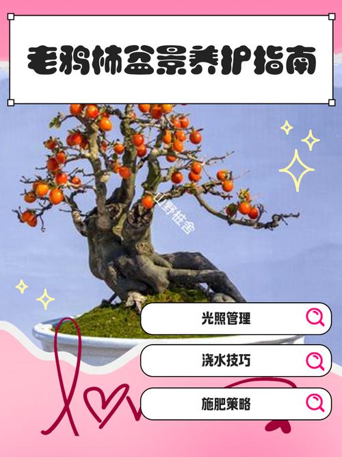 老鸦柿的养殖方法？老鸦柿的养殖方法和注意事项？-第4张图片-优品飞百科