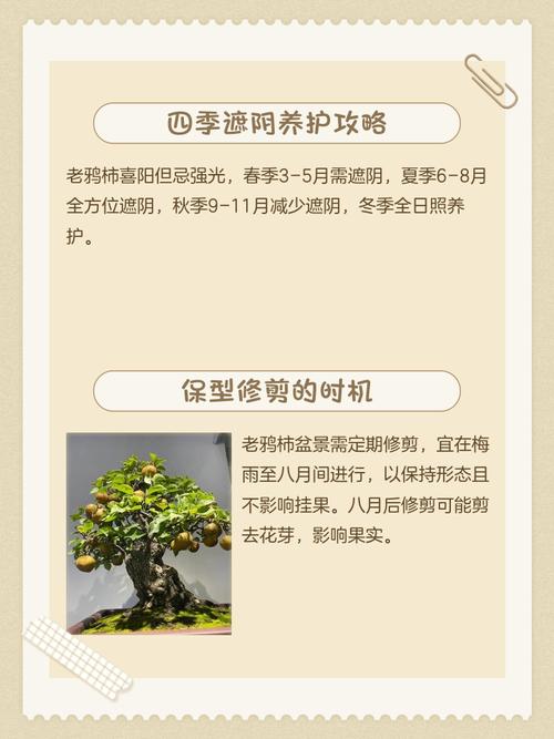 老鸦柿的养殖方法？老鸦柿的养殖方法和注意事项？-第5张图片-优品飞百科