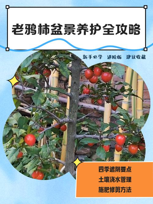 老鸦柿的养殖方法？老鸦柿的养殖方法和注意事项？-第6张图片-优品飞百科