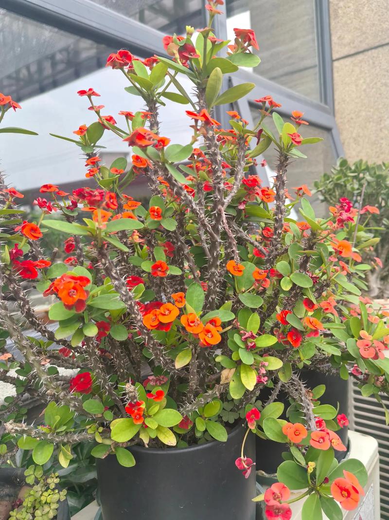 怒江适合养什么花，市花和市树是什么，云南怒江适合什么养殖？-第4张图片-优品飞百科