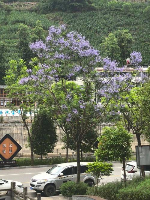 怒江适合养什么花，市花和市树是什么，云南怒江适合什么养殖？-第5张图片-优品飞百科